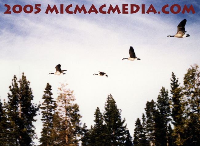Nugget #21 Geese in flight ID and resized Nugget #21 Geese in flight ID and resized